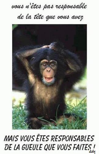 petit singe 